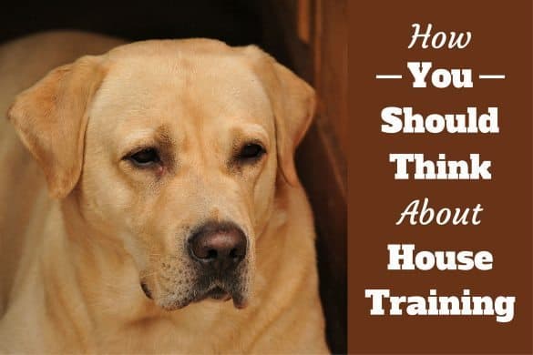 House training - A concentrated looking yellow lab portrait