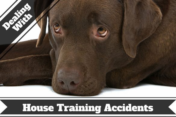How to remove pet stains and odors - A sad looking chocolate Lab