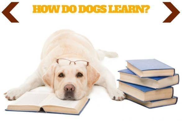 How do dogs learn written above a yellow labrador lying on an open book