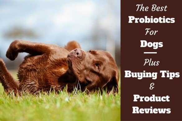 Best probiotics for dogs written beside a choc lab playfully rolling over
