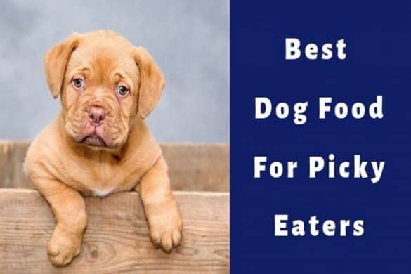 best dog food for picky eaters