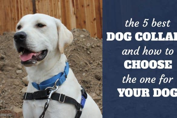 The 5 best dog collars and how to choose the one for your dog - yellow lab with martingale collar and harness