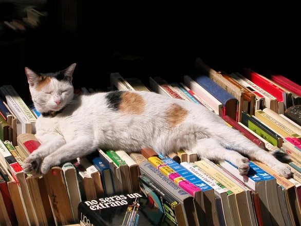 7 Questions to Ask Before Committing to an E-Publishing Service