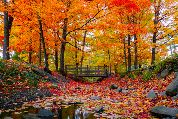 Rob Rosolanko On The Best Ways to Enjoy a Day in The Fall in Syracuse