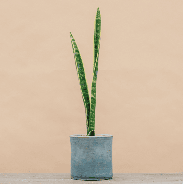 Sansevieria chica