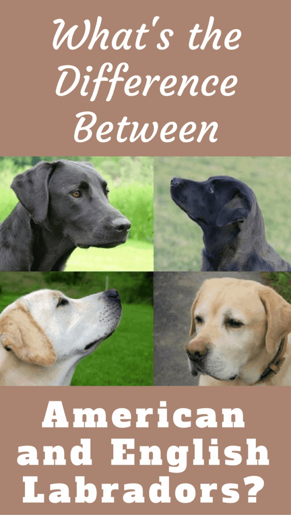 You will almost certainly have come across the terms, but what's the difference between American and English Labradors? Is there one?