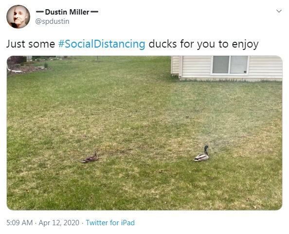 Social distancing lesson from ducks