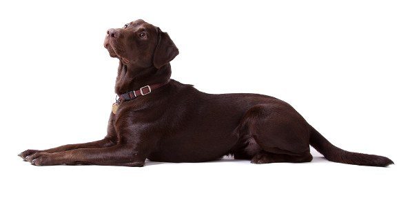 side view of a chocolate labrador laying straight on a white background