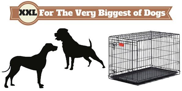 Silhouette of rottweiler and great dane next to XXL dog crate