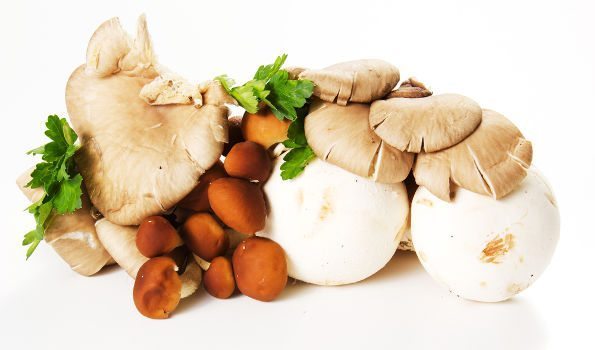 Mixed mushrooms arranged on a white bg