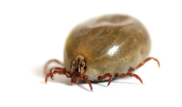 A tick filled with blood isolated on white background