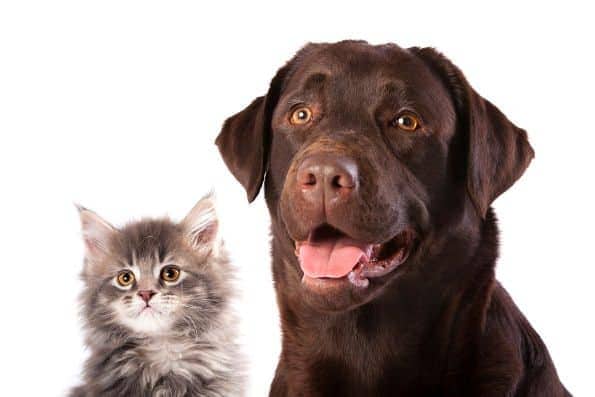 A kitten and choc labrador looking into camera on white background