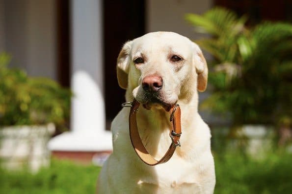 Front shot of yellow lab with leather collar in mouth