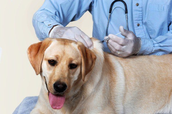 Yellow lab having a vaccination