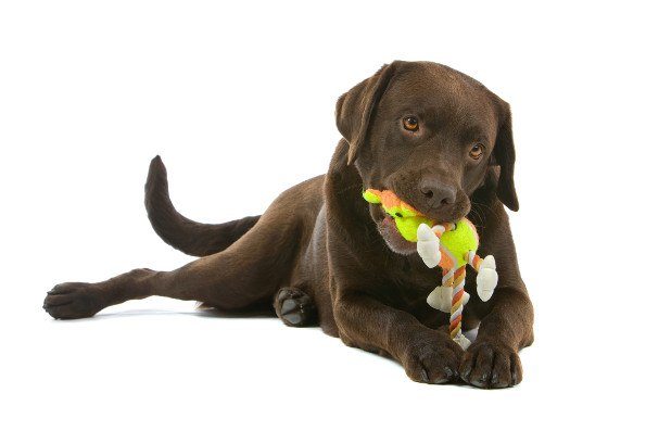 A choc lab chewing a rope toy on white background