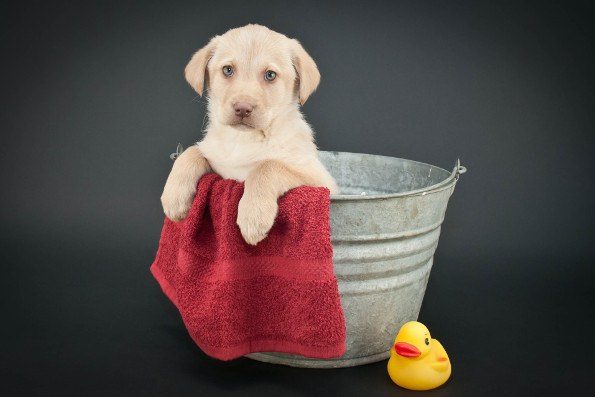 A yellow lab puppy sitting in a bth with towel and rubber duck