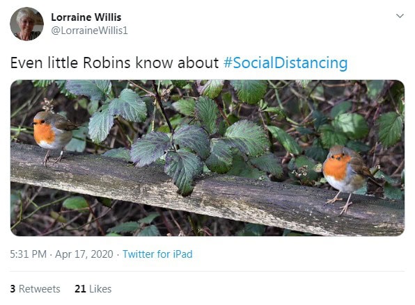 Little birdies demonstrating social distancing