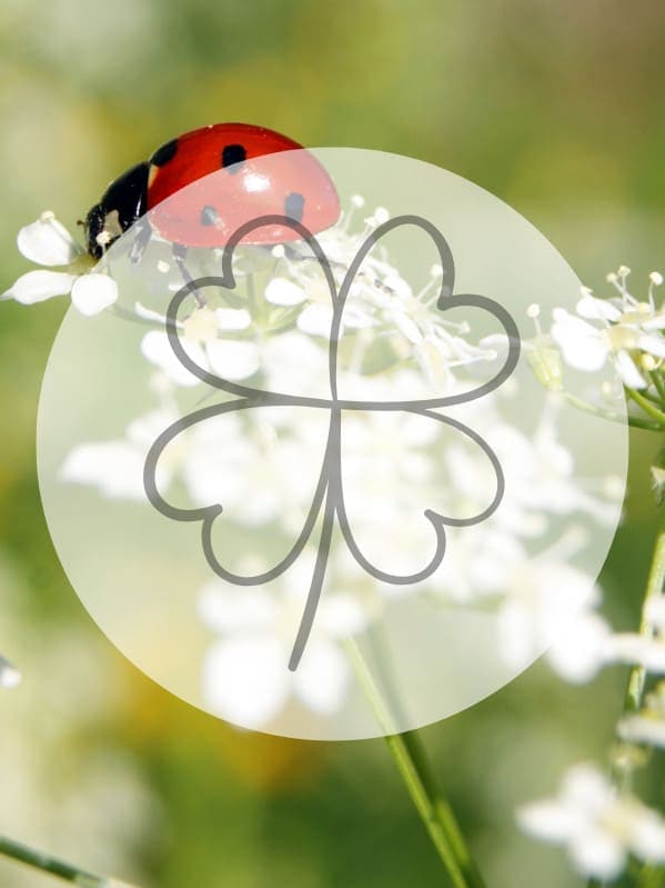 7 Reasons Why Seeing A Ladybug Is A Really Good Omen Calming Cosmos