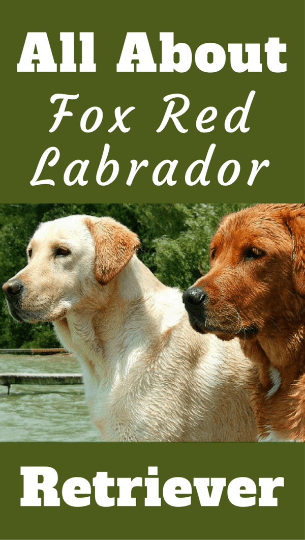 The Fox Red Labrador had all but disappeared! But it's popularity rose in recent years. Read about it's history and the controversy surrounding the breed.