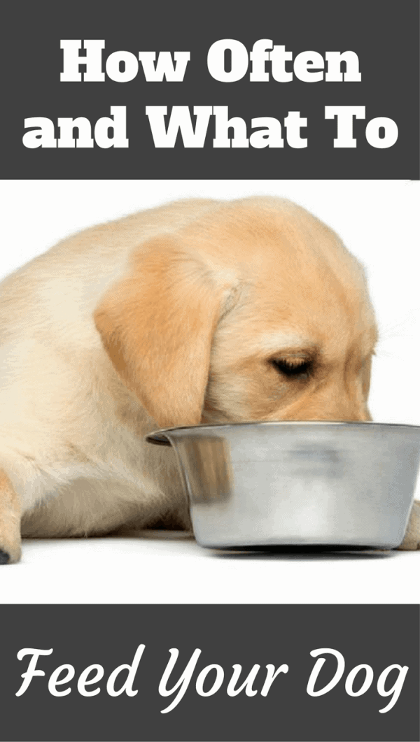 What can a puppy eat? How many times should you feed them a day? Can they eat human food? Kibble, tinned or raw? So many questions...all answered here!