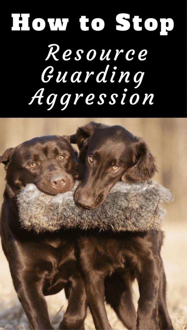 Is resource guarding between your dogs causing you stress and anxiety? This article will help you take steps to manage, correct and stop the behavior.