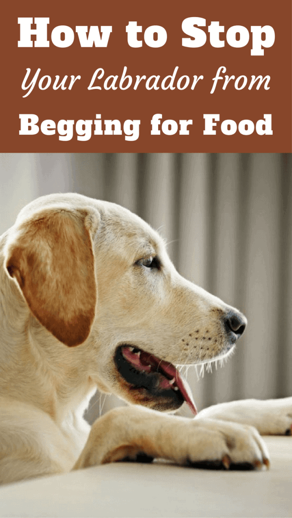 Begging for food is a common behavior problem labrador parents have to deal with, but it isn't hard to solve, and in this article we tell you how.