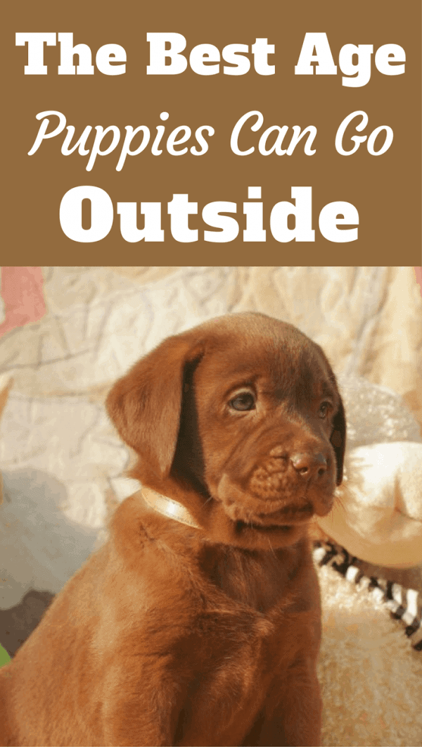 It's recommended very young puppies aren't allowed to run free outside right away. But when can puppies go outside and be given free roam?