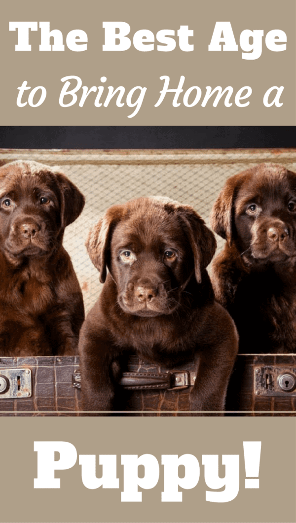 Behavioral problems can develop in a puppy removed from its litter-mates too early. So what's the best age to bring a Labrador puppy home? Find out here...