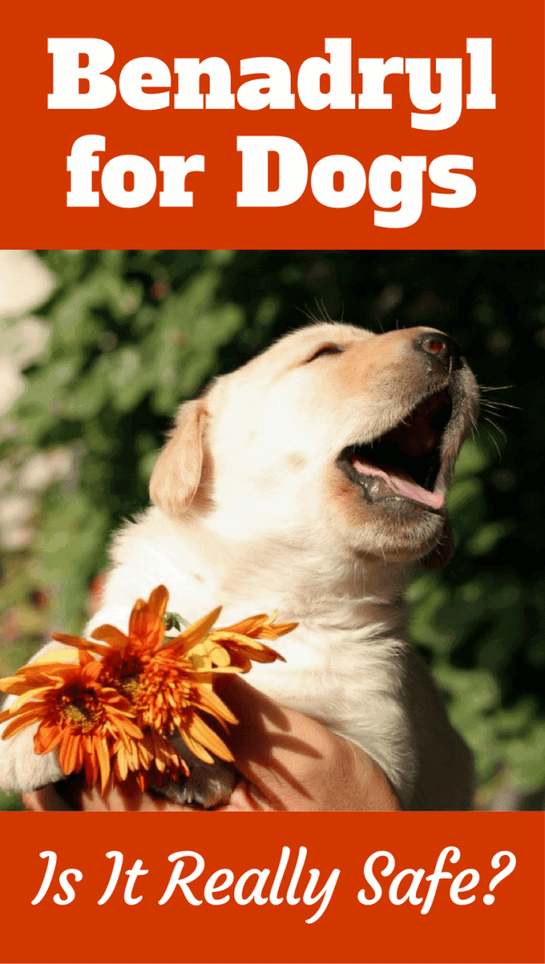 How Much Benadryl Dosage For Dogs? (Antihistamine For Puppies Treatment  Guide)