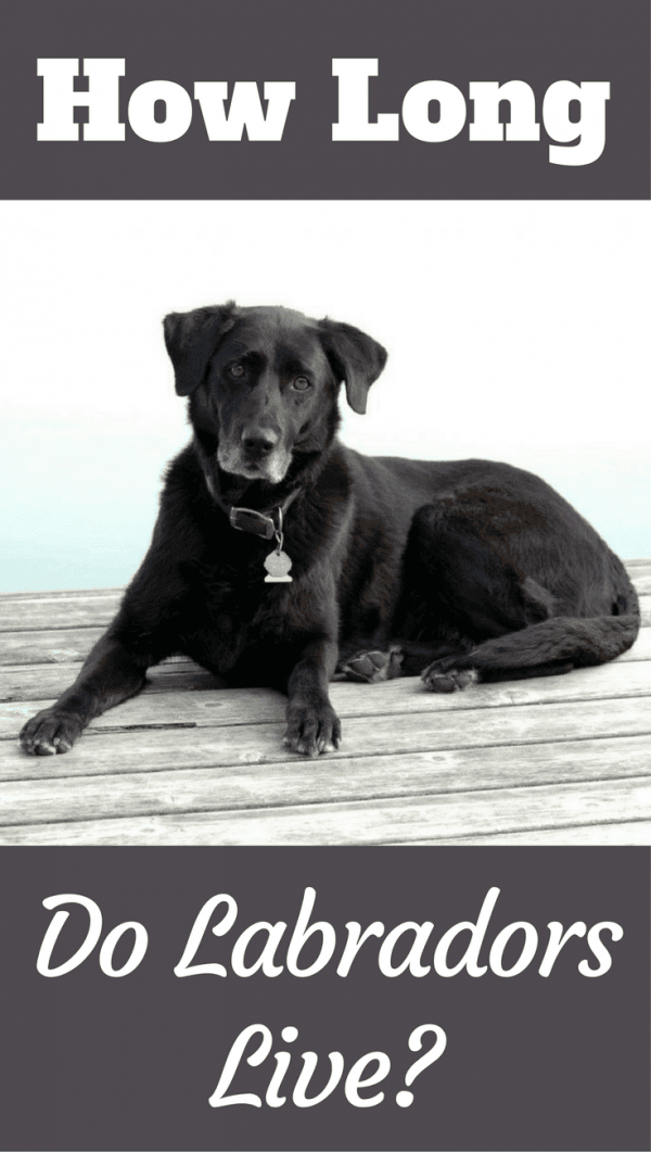 In this article we discuss the average labrador lifespan, answer how long labradors live and give the name and age of the worlds oldest ever living lab.