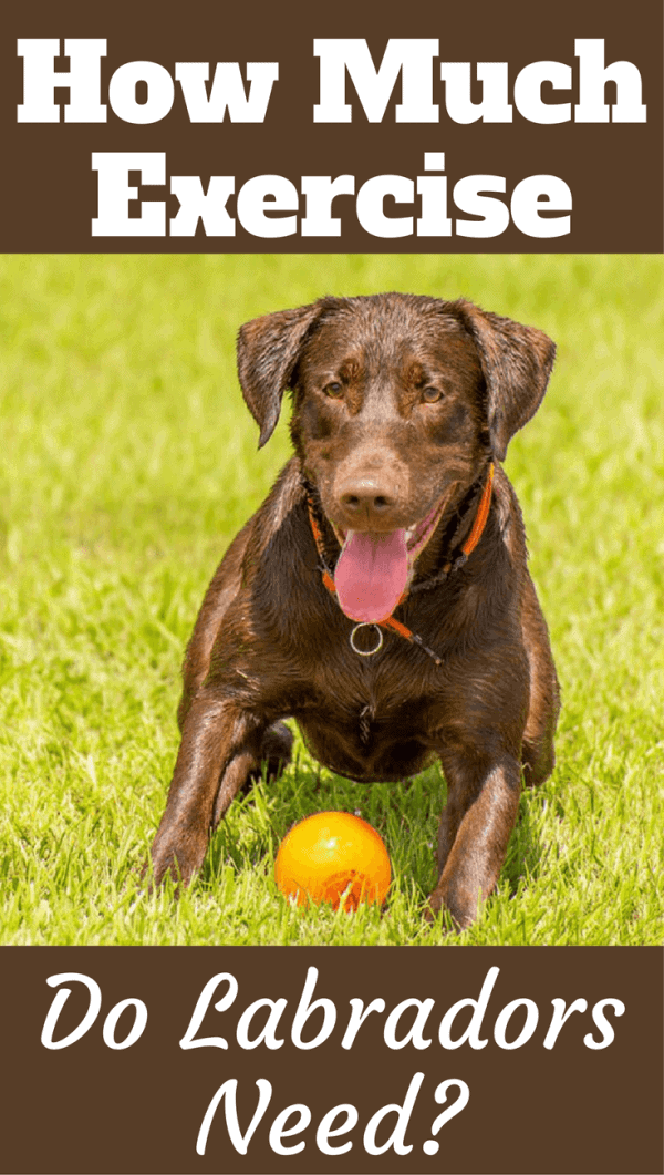 How much exercise does a Labrador need? To be fit, healthy and happy, Labrador Retrievers need a lot. But how much exactly? Read to find out more...