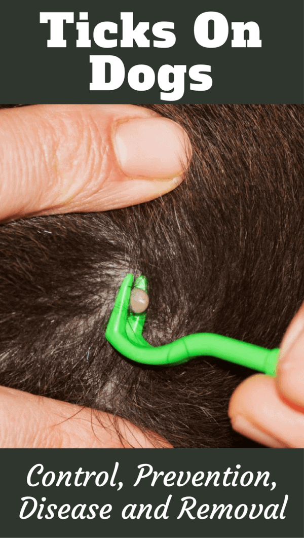 Let's talk ticks on dogs - What are they? What diseases can ticks carry? How to prevent ticks, how to remove ticks, the control of ticks and the dangers.