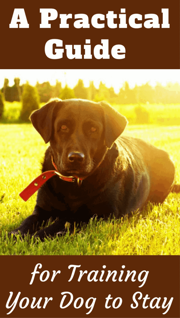 Training your Lab to stay until released is an effective form of control. To keep them safe crossing roads, prevent bolting, good manners at doors and more.