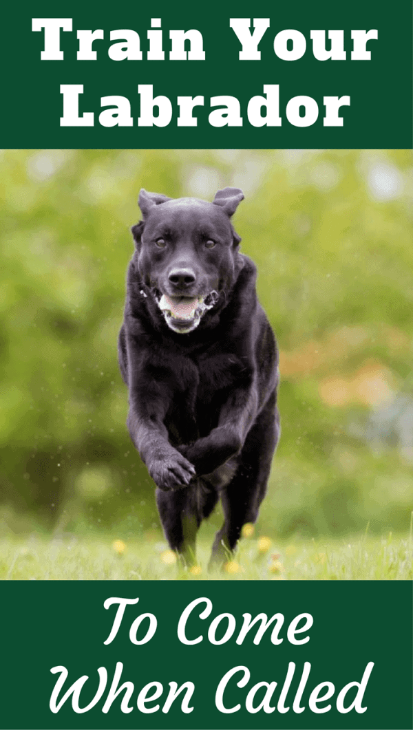 Training your Labrador to come on cue - also known as recall - is important for both your dog's safety and your peace of mind. Learn how in our next guide.