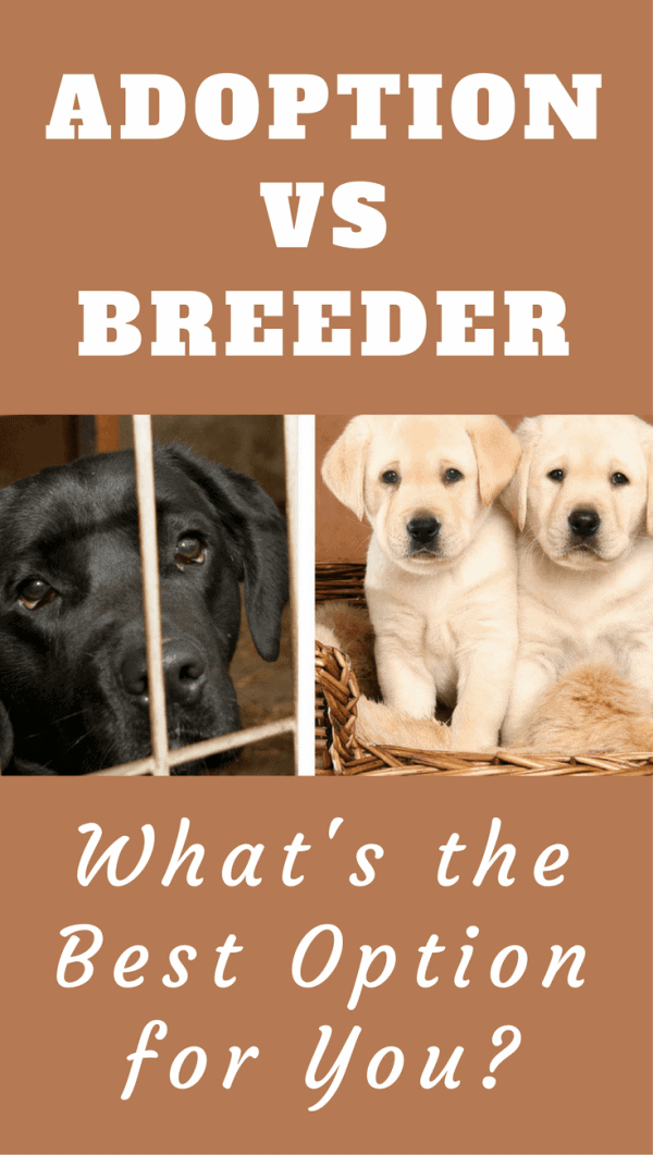 Adoption Vs Breeder: Should you buy from a breeder, or adopt from a shelter? It's a difficult decision. Let us help with the info in this article.