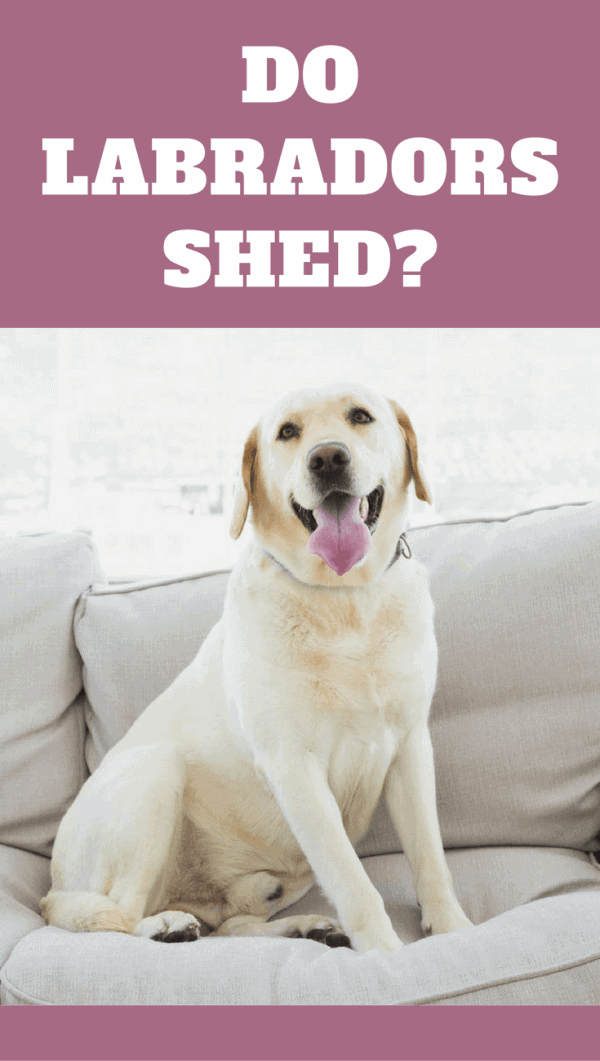 Do labs shed? If you're asking this, I can only think you're yet to get one! They shed...a lot! We discuss how to manage it in this short guide.