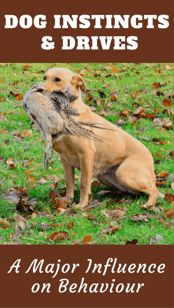 Dog instincts and drives - A major influence on Labrador behavior. What are they? What does each mean? Why you should control some and let others be.