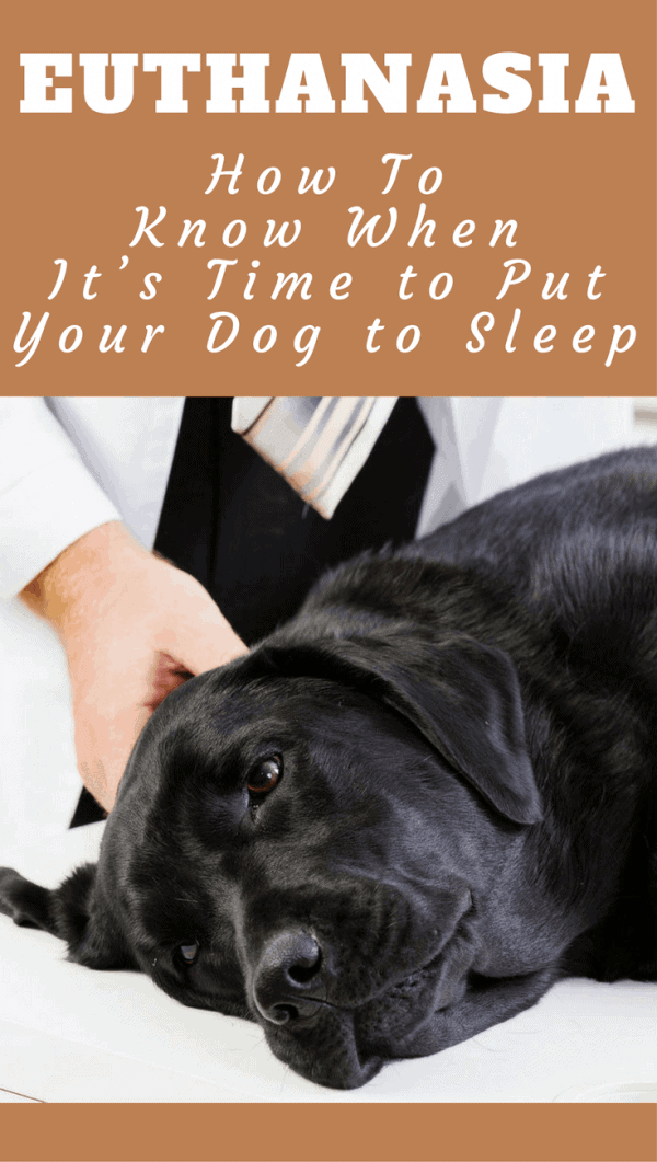 Knowing when to put your dog down is the last great act of care you can provide. It's a tough, emotional time that this article will help guide you through.