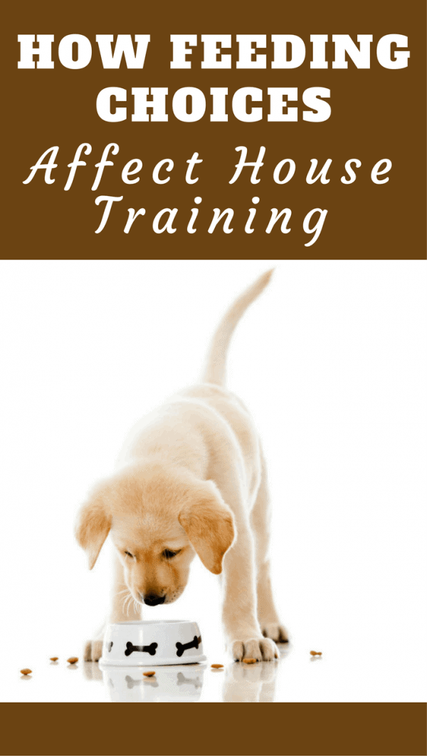 What you feed and how you feed your puppy has a massive influence on the house training process. This article will help you make the right decisions.