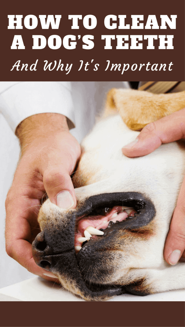 Discover how to clean a dog's teeth, why it's so important that you do, the consequences of poor dental hygiene and a few extra tips and advice.