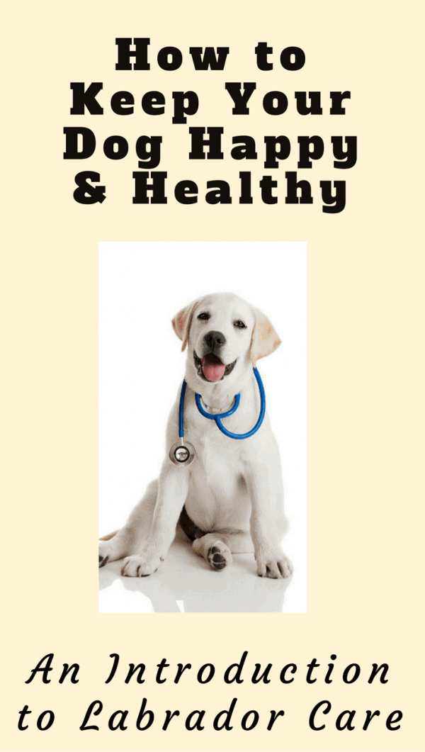 Caring for a Labrador Retriever isn't complicated, it just takes a little knowledge and getting into routines. Read this introduction to what is required.