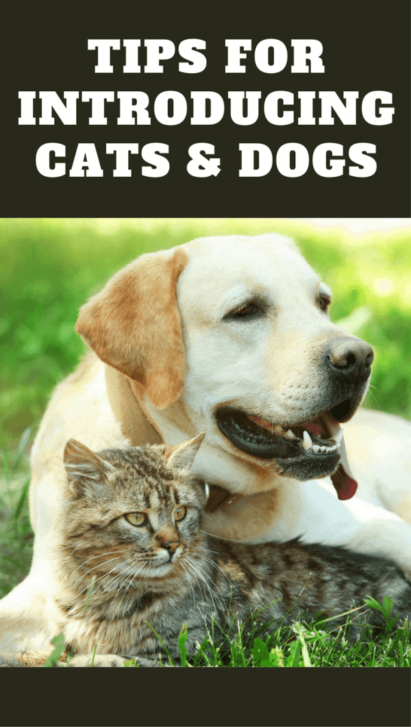 Discover how to introduce cats and dogs to have the highest chance of them getting along and living peacefully together in the same home.