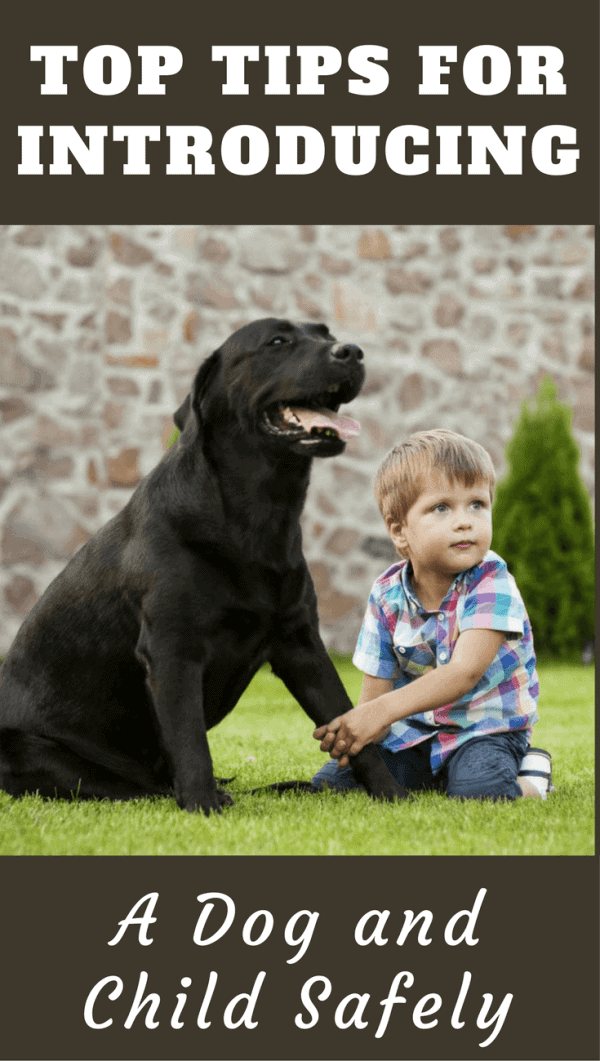 Introducing a dog to children must be done with the utmost safety in mind, to protect both dog and child. Learn best practise in our next guide.