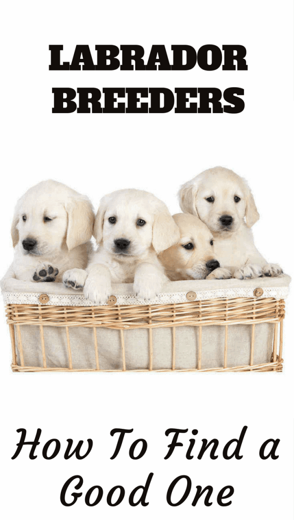 Not all Labrador Breeders are created equal. Some are good, some are not so good. Learn how to find the good ones and what you should expect from them.