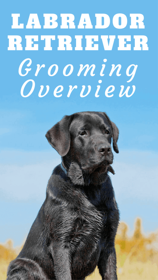 Grooming your Labrador should be fun and a time to bond. We discuss the basics here, so you know what you have to do and what to expect.