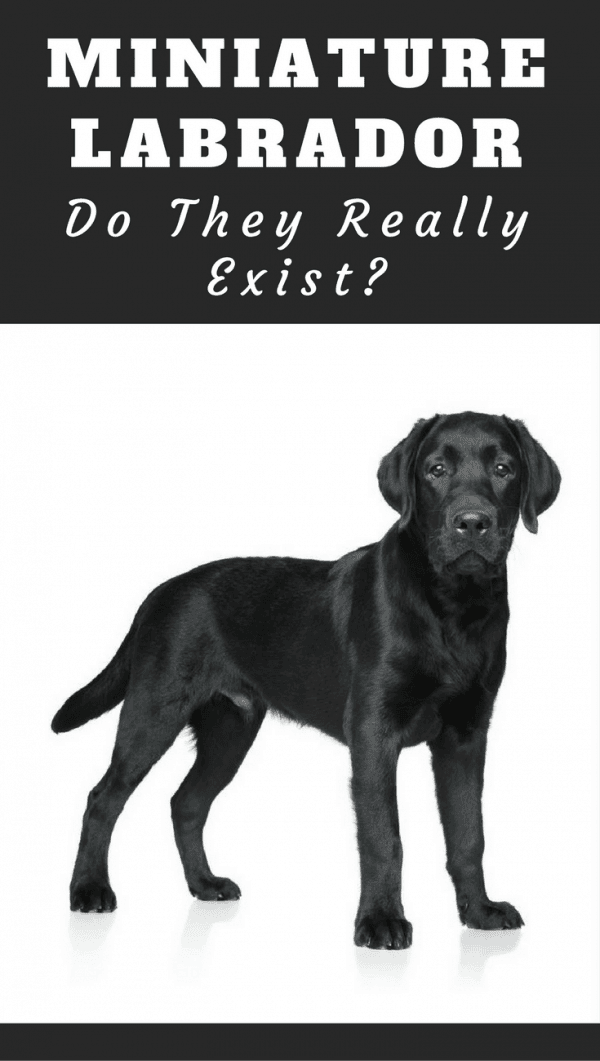 I'm sure by now most people have heard the term Miniature Labradors. But are they a true pedigree? Recognised in any way? Or people trying for a quick buck?