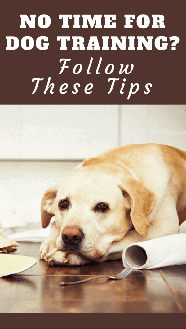 In our busy lives, time for dog training is one of the first things to suffer. But by following these tips, time for training can be found by anyone.