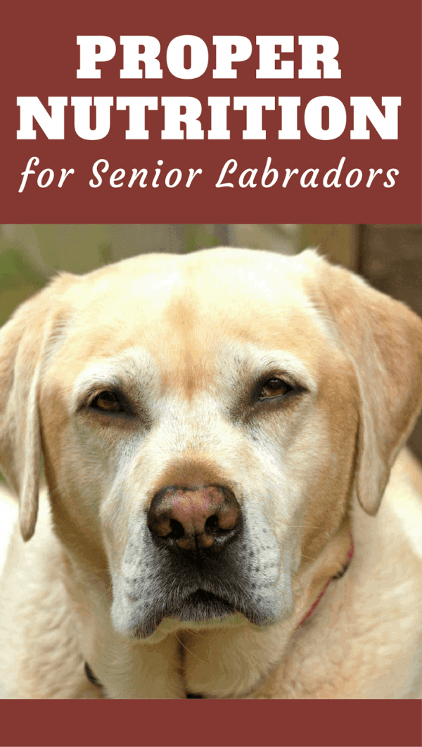 Much like us, dogs have changing dietary needs at different stages life. Find out how the needs of your elderly labrador should be met in this discussion.