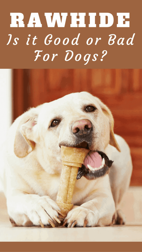 Is rawhide bad for dogs? Or is perfectly safe and even recommended as a treat to chew on? Find out in our discussion of the pros and cons of these chews.