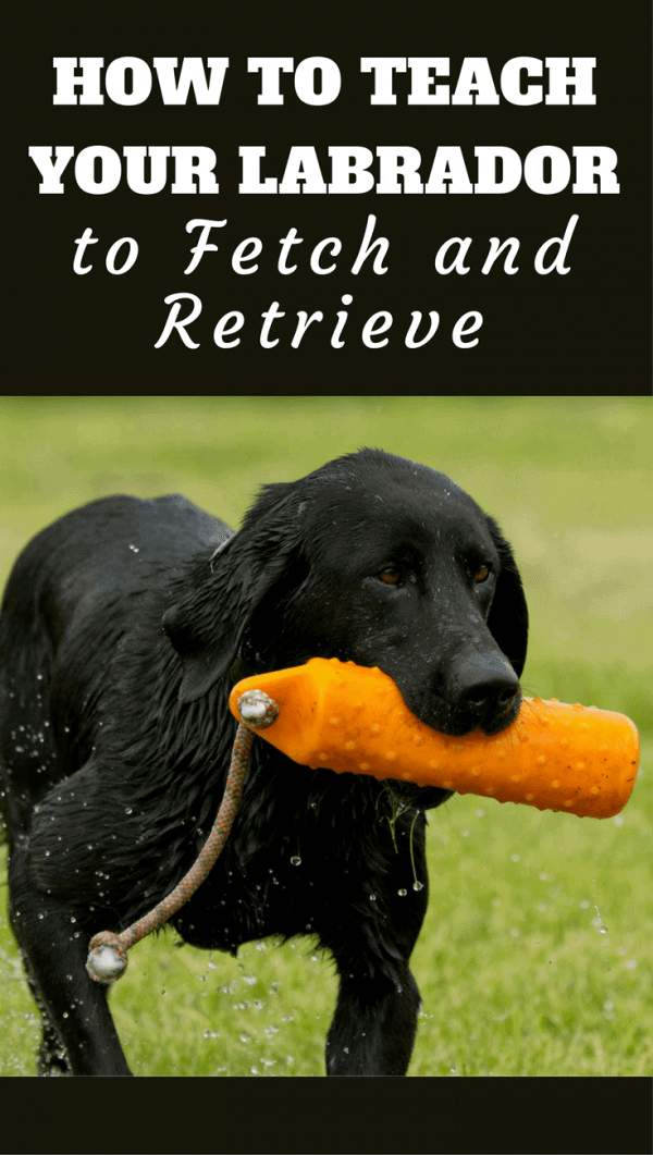 Labrador Retriever, it's in the name, but not all labs instinctively do it. So learn how teach your lab to fetch and retrieve with our latest guide.